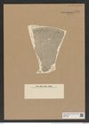 Aulacodiscus margaritaceus var. distans Rattr. (de-Toni-Nr.: Genus 182, Species 4515) Zeichnungen Sammlung Grunow Nr. 8091 (NHMW-BOT-W0377425)